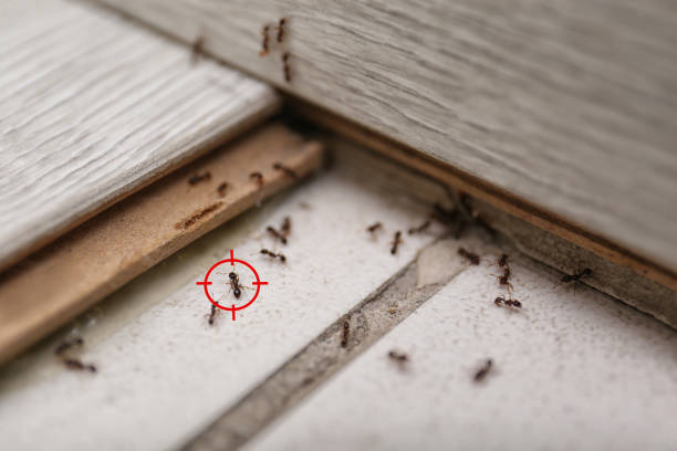 Best Exterminator Services  in St Augustine South, FL