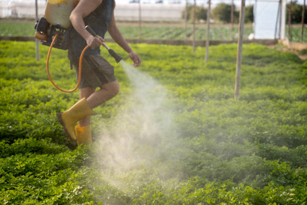 Best Pest Inspection Near Me  in St Augustine South, FL