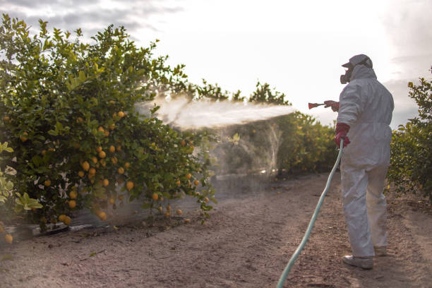 Best Pest Control Near Me in St Augustine South, FL