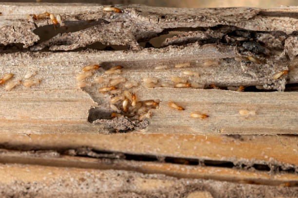 Professional Pest Control in St Augustine South, FL